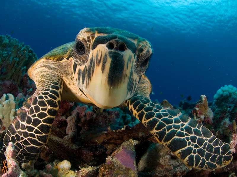 Cayman Diving