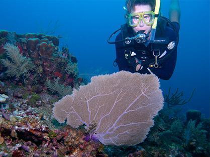 Explore Cayman on our Three Tank Dive Charter