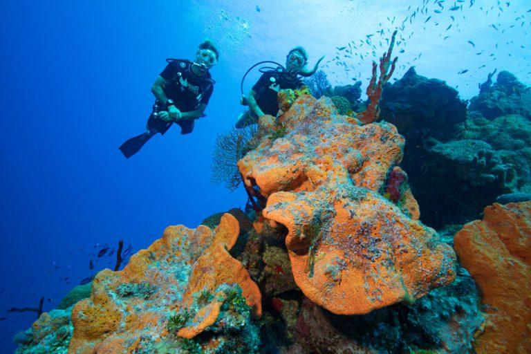 Grand Cayman Diving Living The Dream Divers