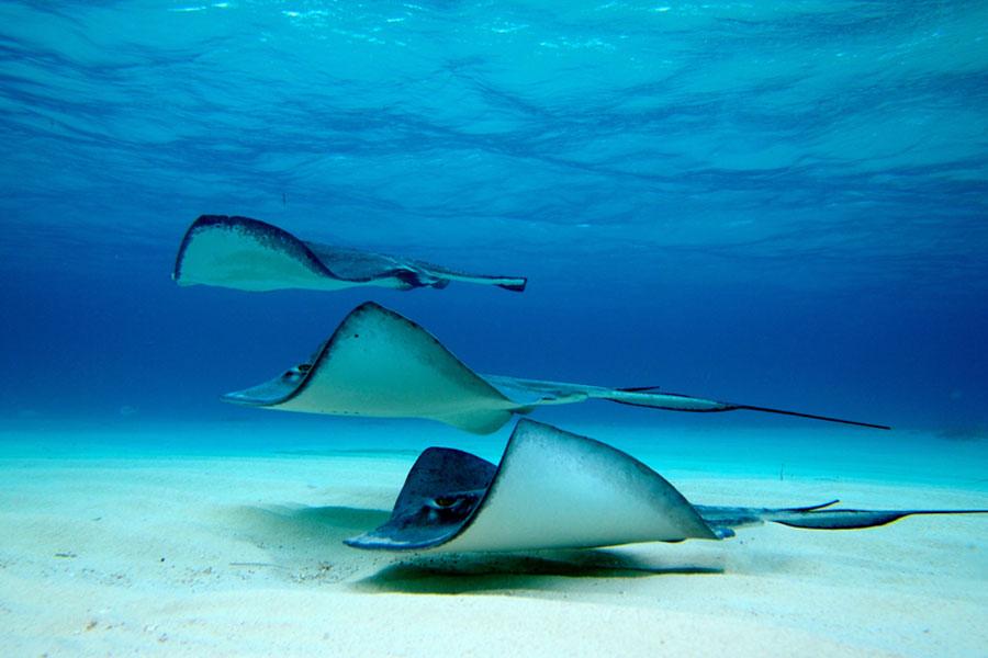 Stingray City