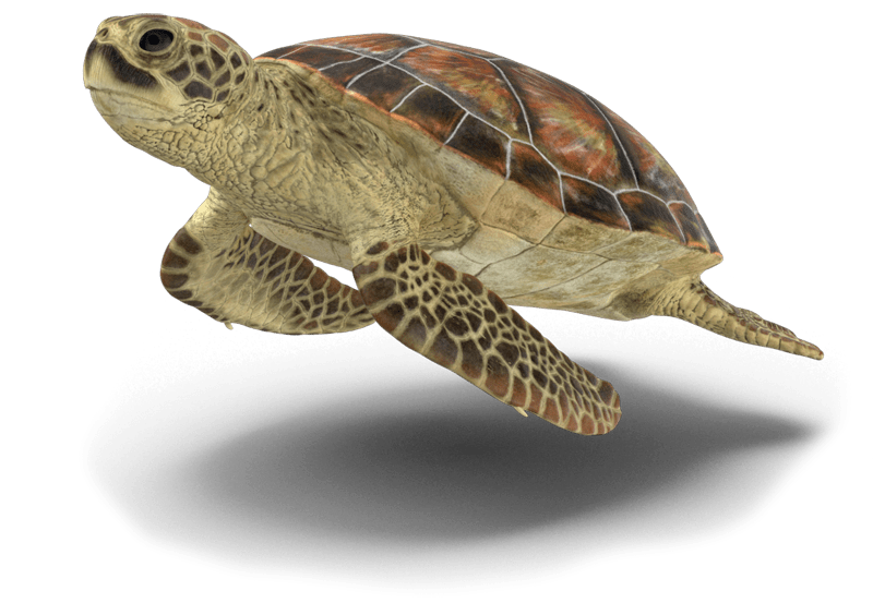 Sea-Turtle