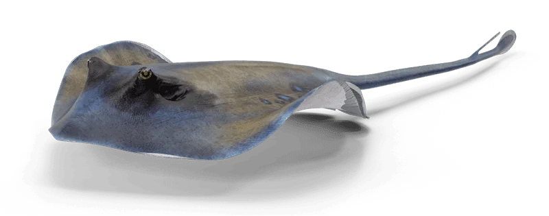 Stingray City