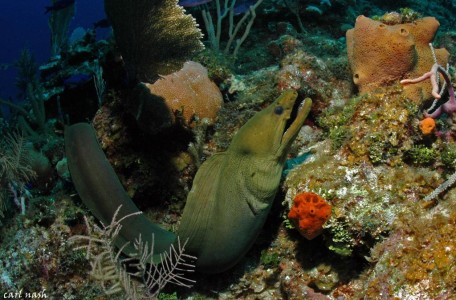 Cayman Diving