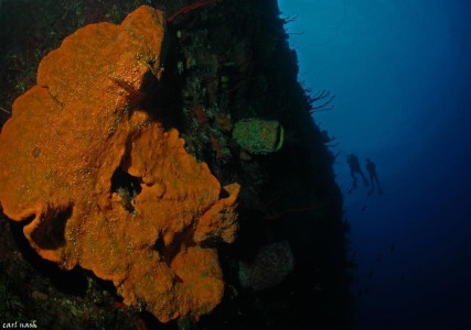 Cayman Diving