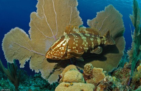 Cayman Diving