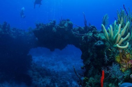 Cayman Diving