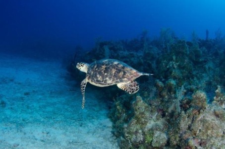Cayman Diving