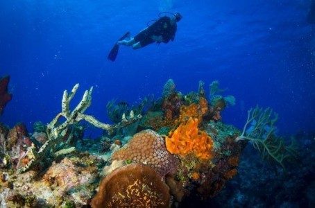 Cayman Diving