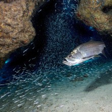 njoy the best sites privately