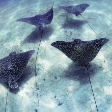 Half Day or Full Day Charters