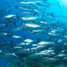 Unforgettable Diving In Warm Water