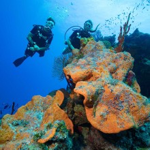 Dive the Best Sites