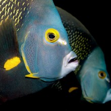 find out why Cayman is the best