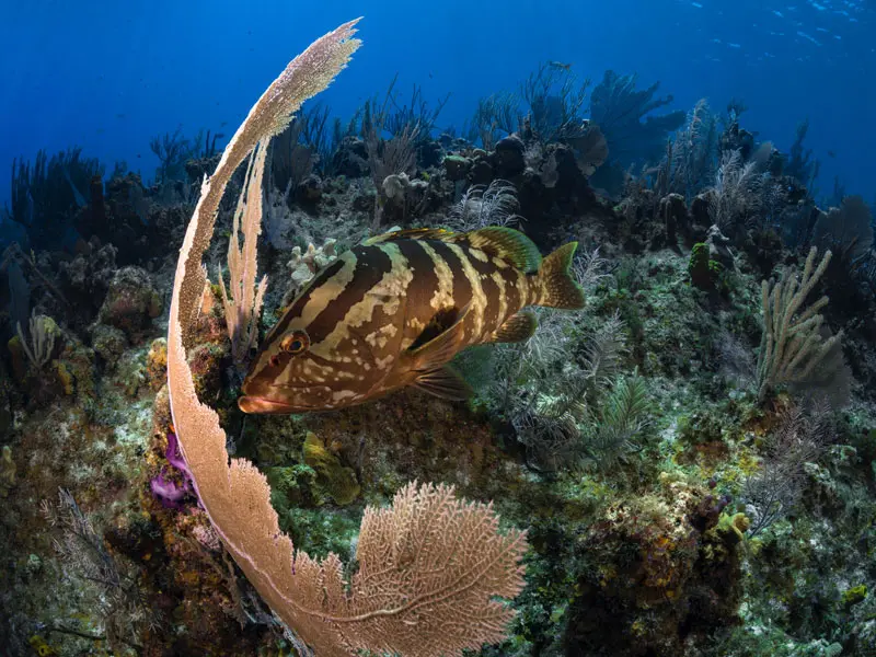 Best Dive Sites in Grand Cayman