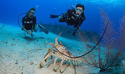 cayman scuba diving ile ilgili görsel sonucu