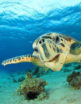 Cayman Diving Sites
