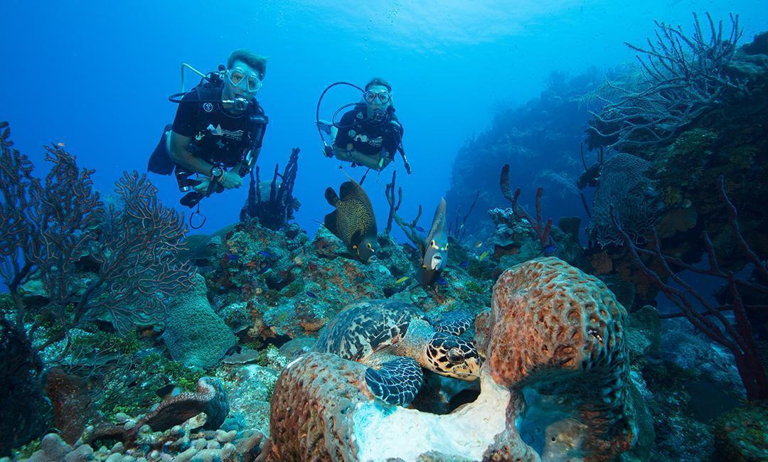 Cayman Diving